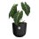 Vaso da interno Elho Jazz Rond Nero Ø26 H24 100% plastica riciclata
