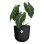 Vaso da interno Elho Jazz Rond Nero Ø26 H24 100% plastica riciclata