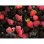 Frigorífico Combi AEG ORC8M361DT Total No Frost 201cm 366L D Negro