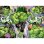 Puzzle Ravensburger Hulk Marvel 100 pecas