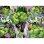 Puzzle Ravensburger Hulk Marvel 100 pecas