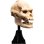 Estatua Skull Of Lurtz Calavera De Lurtz El Señor De Los Anillos Weta Workshop 14 Cms