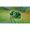 LEGO Creator 3 en 1 Tortuga con Flor de Nenúfar 31377 124 piezas