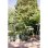 Topf Elho Amiga Rond 25 Gruen 5 L Kunststoff Recycling 100%