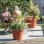 Pot EDA Toscane 76 L Terracotta 59 cm