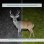 Câmera de vigilância NIVIAN NV-TRAILCAM FullHD Visão Noturna Externa IA Áudio Bidirecional