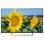 Televisor Sony KD55XF8096 55" LED UltraHD 4K
