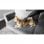 Cecotec Conga Immortal ExtremeSuction 22.2V Animal Hand Aspirador de Mano