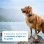 Tractive Dogs GPS Para Perros