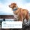 Tractive Dogs GPS Para Perros