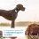 Tractive Dogs XL GPS Para Perros Grandes