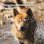 Invoxia Pet Tracker Localizador GPS para Animais de Estimação com Seguimento de Atividade