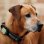 Vodafone Kippy EVO Localizador GPS de Mascotas