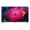 TCL 50C715 50" QLED UltraHD 4K HDR10+
