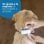 Tractive Dog 4 GPS de Seguimiento y Actividad Para Perros