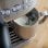 Sage The Bambino Plus Cafetière Espresso 15 Bars 1600W
