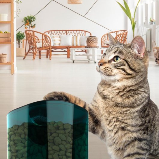 Cecotec Pumba 6000 Purrfect Meal Smart Comedero Automático para Mascotas con Control WiFi