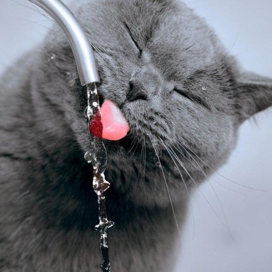 Fuente automática Cecotec Pumba 3200 Refresh Inox acero inoxidable 3,2L cascada filtro alto rendimiento