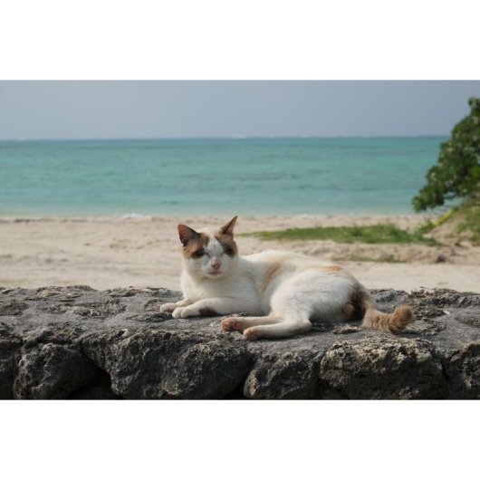 Objetivo Fujifilm XF 55-200mm F3.5-4.8 R LM OIS Zoom 14/10 0.18x Estabilizador Fujifilm X