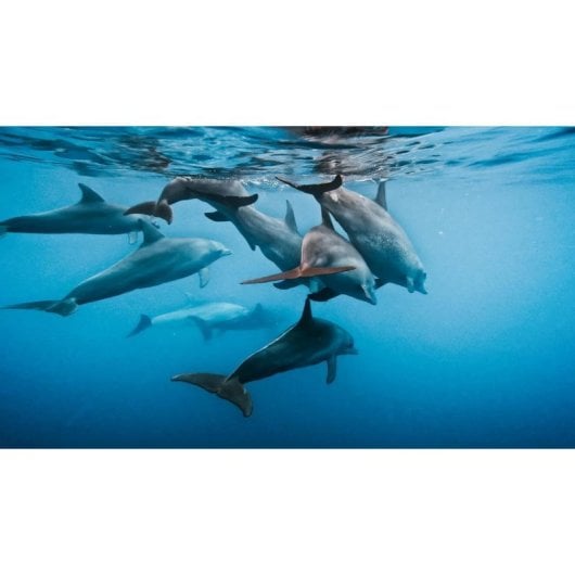 Acessório GoPro Floaty AFFLT-001 para HERO11 Black Mini cor laranja