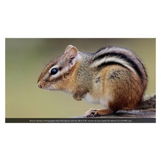 Obiettivo Olympus M.Zuiko Digital ED 300mm f/4 IS PRO Stabilizzato Montatura Micro Four Thirds