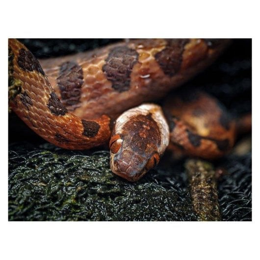 Obiettivo OM SYSTEM M.Zuiko Digital ED 90mm F3.5 IS PRO Stabilizzato Montatura Micro 4/3