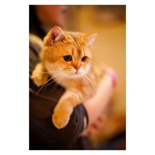 Obiettivo Laowa VE4595NZ 45 mm f/0.95 Manuale Montatura Nikon Z Nero