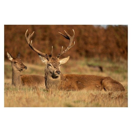 Obiettivo Sigma 60-600mm F4.5-6.3 DG DN OS Stabilizzato Montura L