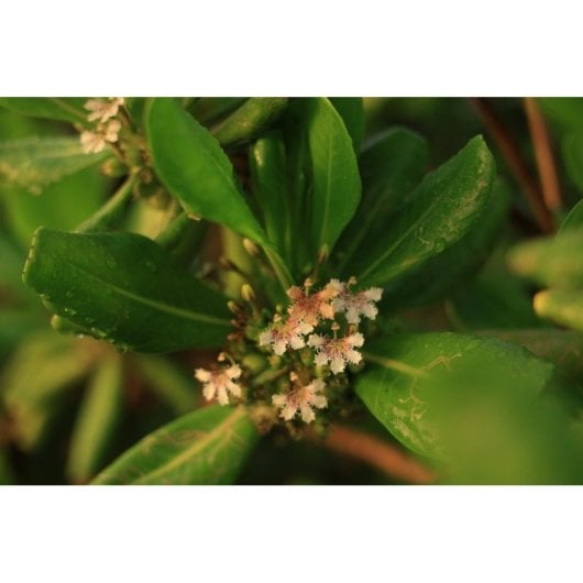 Objectif Canon RF 28-70 mm F2.8 IS STM Stabilisé Monture RF Parasol Inclus