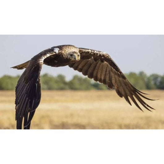 Objektiv OM System M.Zuiko Digital ED 40-150 mm f/2.8 PRO Wetterfest Micro 4/3 Nicht-stabilisiert