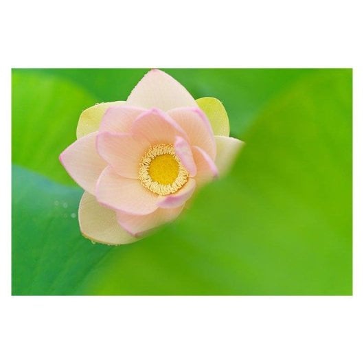 Objetivo Sigma 90mm F2.8 DG Contemporary Montura L Parasol Incluído