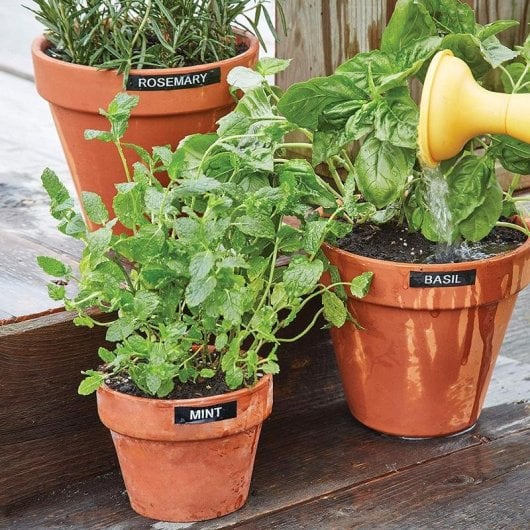 Imprimante transfert thermique DYMO LabelManager 160 AZERTY avec écran LCD et piles AAA