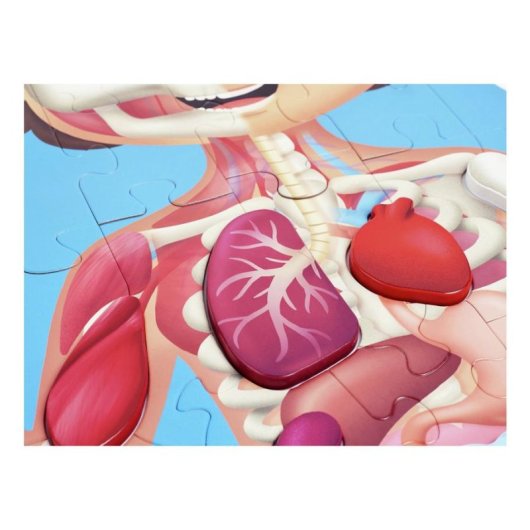 Puzzle Educativo Hape Cuerpo Humano 60 Piezas 3D con Póster Multilingüe