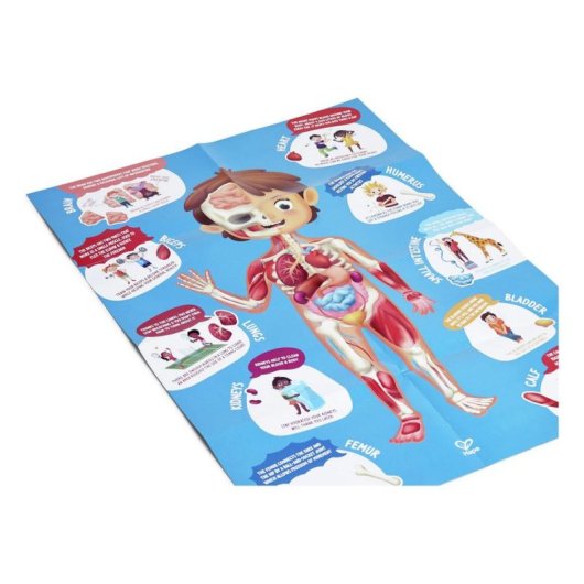 Puzzle Educativo Hape Cuerpo Humano 60 Piezas 3D con Póster Multilingüe