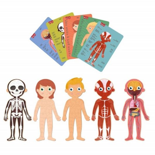Puzzle Educativo APLI Menschlicher Körper 240 Teile +5 Jahre