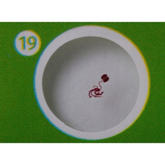 Ensemble de Préparations Levenhuk LabZZ P12 pour Microscope