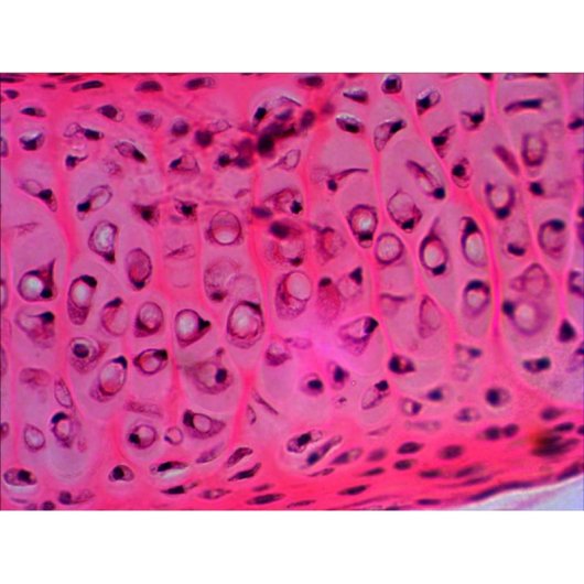Ensemble de préparations Levenhuk N20 NG 20 échantillons biologiques