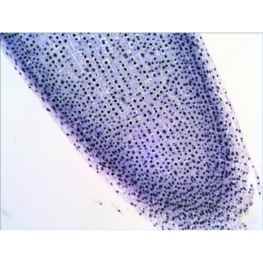 Ensemble de préparations Levenhuk N20 NG 20 échantillons biologiques