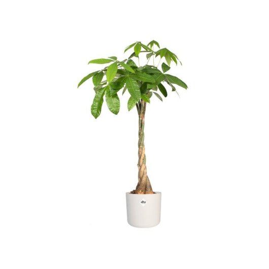 Jardinière Elho B.for Soft Round Blanche Ø25 cm 7,9 L Plastique Recyclé