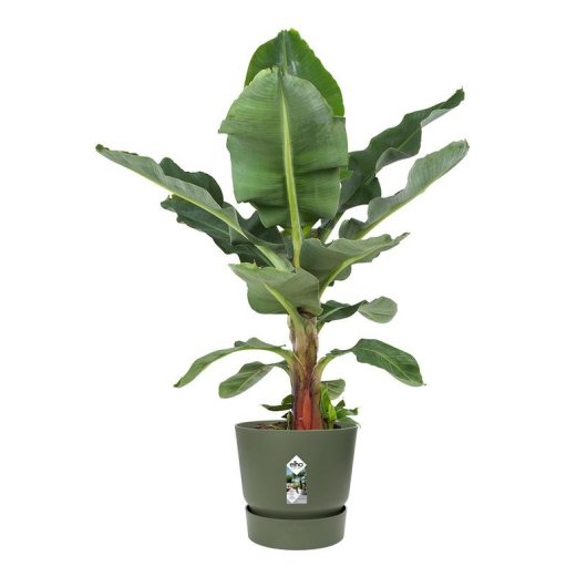 Jardinière Elho Greenville Verte Ø55 x H50 cm Extérieur Résistante Gel UV