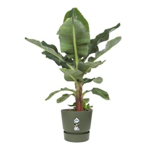 Jardinière Elho Greenville Verte Ø55 x H50 cm Extérieur Résistante Gel UV
