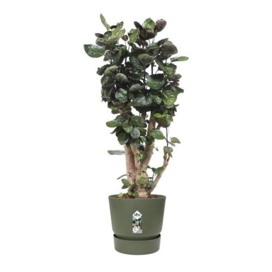 Jardinière Elho Greenville Verte Ø55 x H50 cm Extérieur Résistante Gel UV