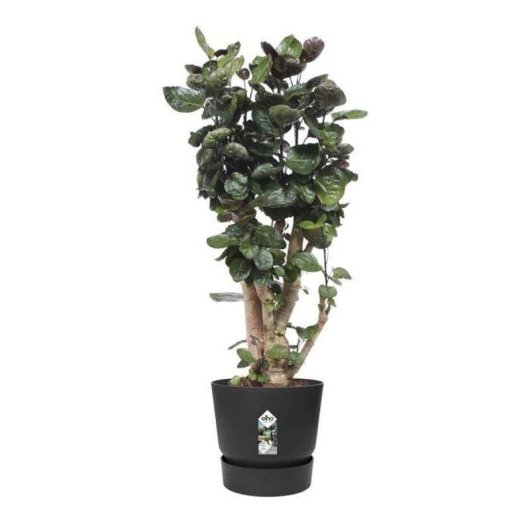 Jardinière Ronde Elho Greenville Round 40 31L Noir Mat 100% Plastique Recyclé