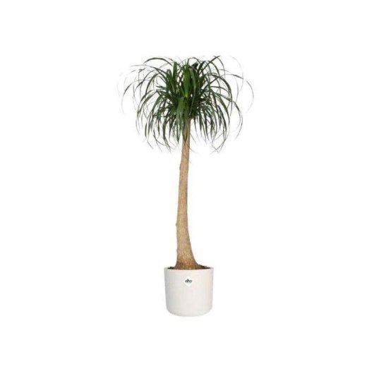 Macetero Elho B.for Soft Rond Blanc Ø35 H32 27L
