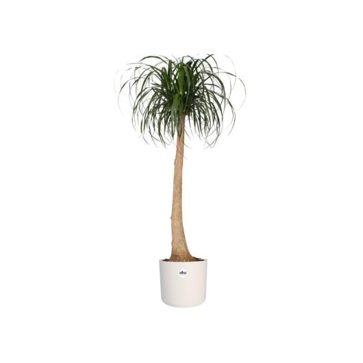 Macetero Elho B.for Soft Rond Blanc Ø35 H32 27L