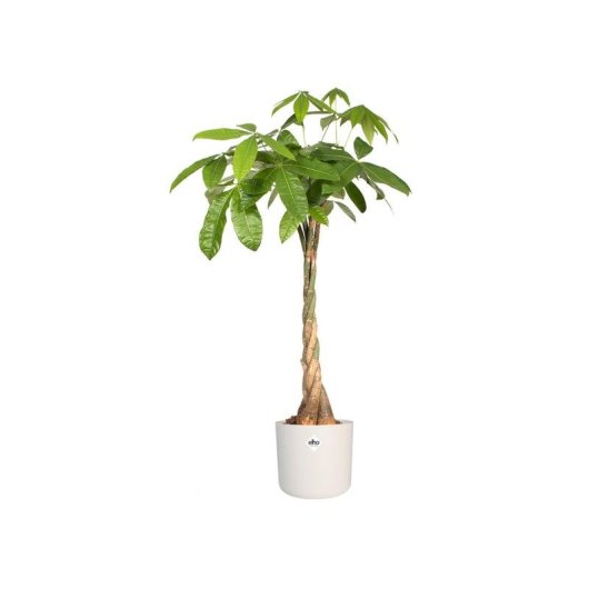 Macetero Elho B.for Soft Rond Blanc Ø35 H32 27L
