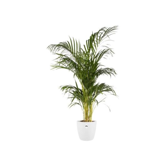 Jardinière Elho Brussels Round 25 cm Blanche PP 8,7 L Acabado Mate Anti-UV