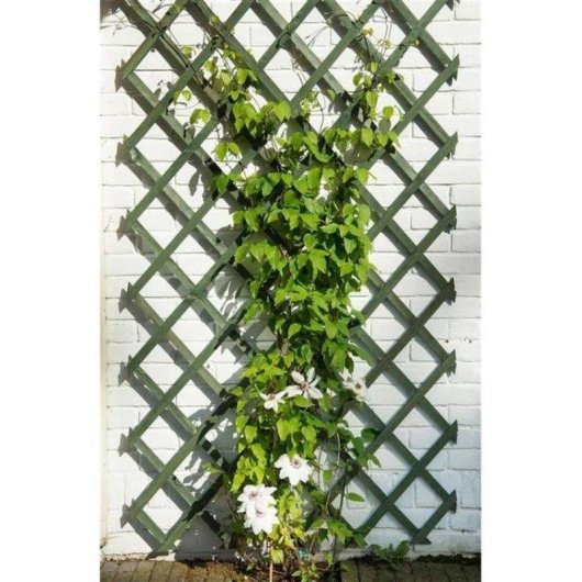 Treillis Nature Expandible Vert 50x150 cm FSC - Mots plats 18x6 mm