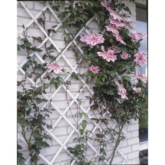 Treillis Nature Expandible Blanc Plastique 50 x 150 cm Kit Fixation