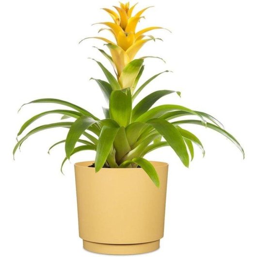 Jardinière Ronde Deroma 236 13L Ø29cm Jaune Mat avec Bac de Détente